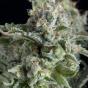Jack Herer Auto (x5)+1